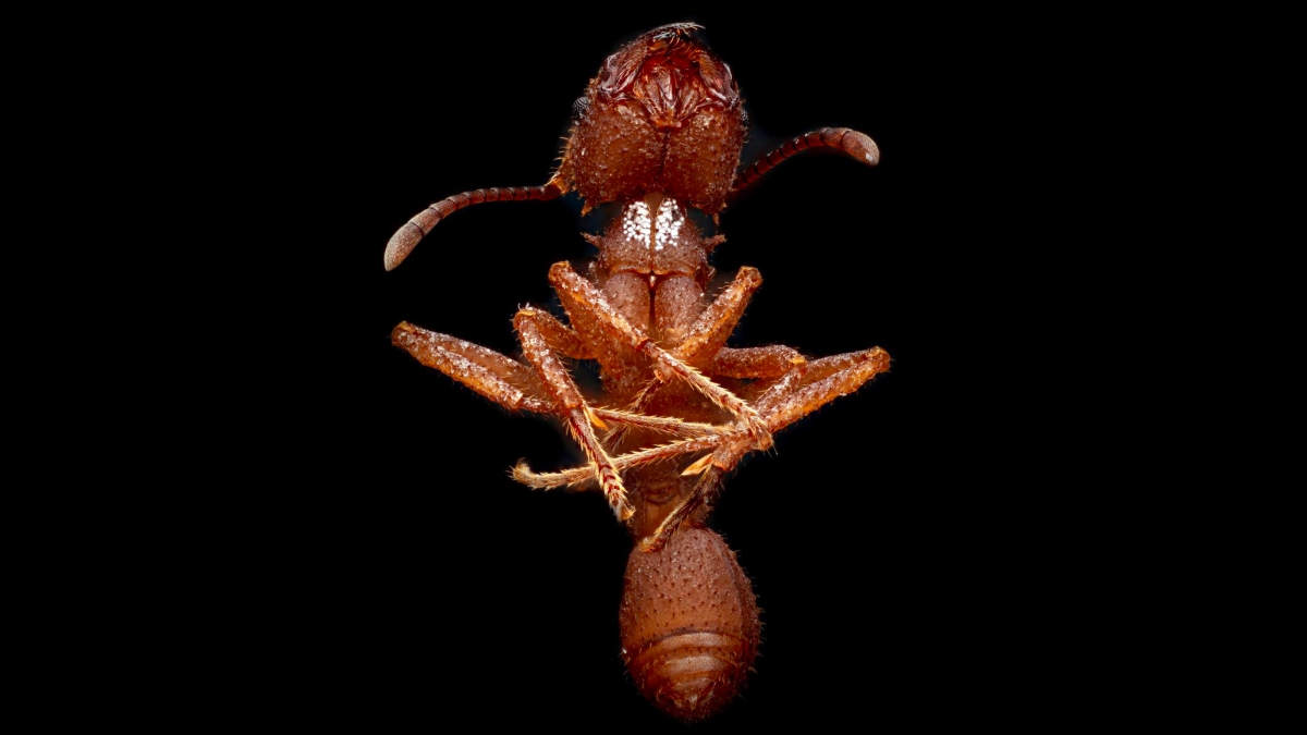 Health and Behavioral Development of Beneficial Black Garden Ants
