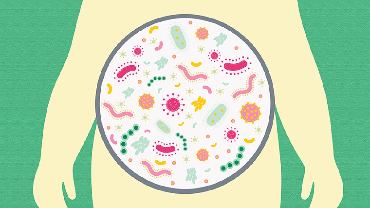 gut microbiota and obesity