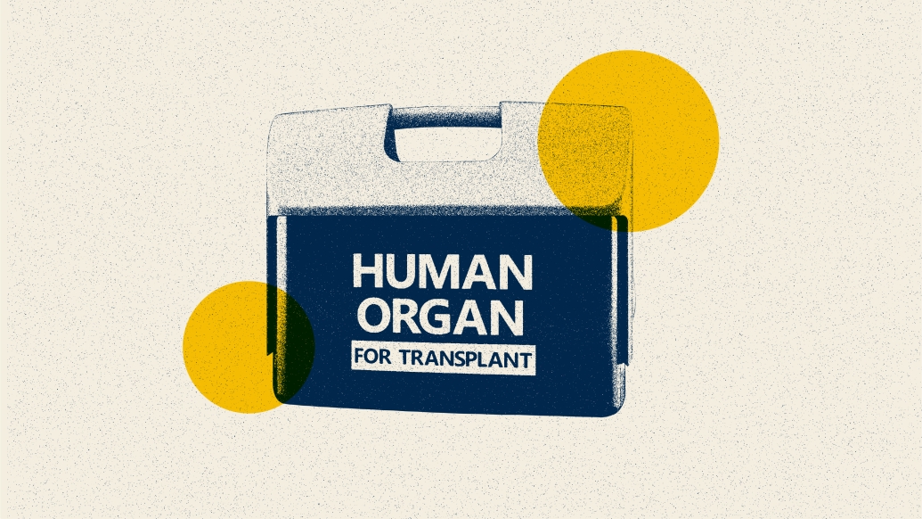 human organ for transplant