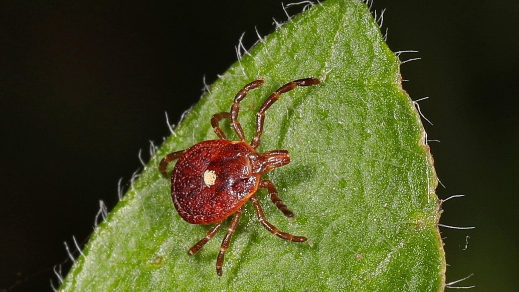 brown tick on leaf