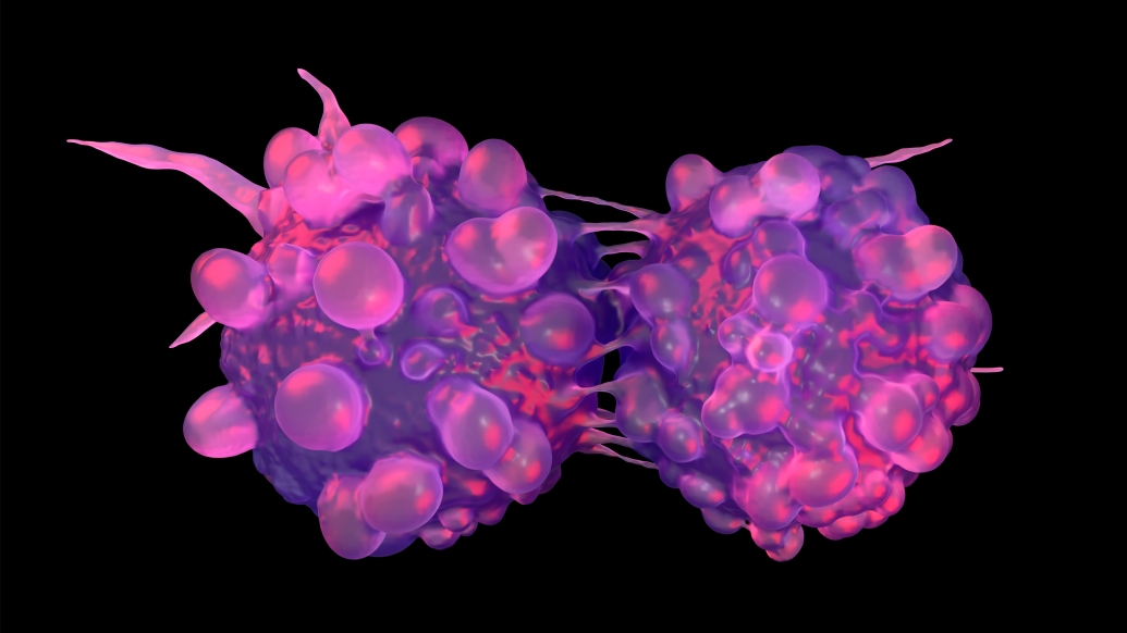 purple cells attached and merging