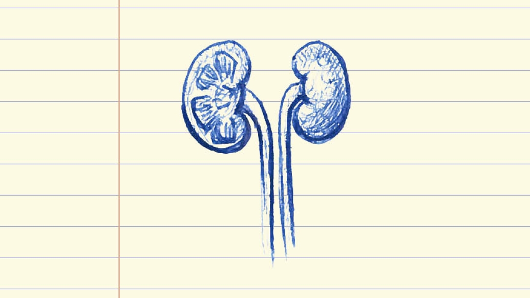 Kidneys: Location, Anatomy, Function & Health