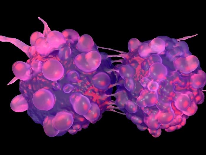 purple cells attached and merging