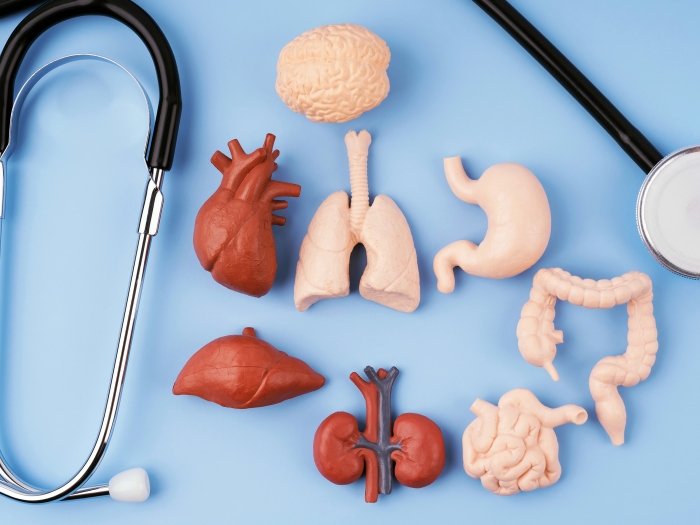 organs on blue background with stethoscope