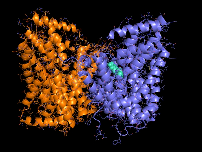 close up of orange and purple squiggle-looking cells merging and a little green in the middle