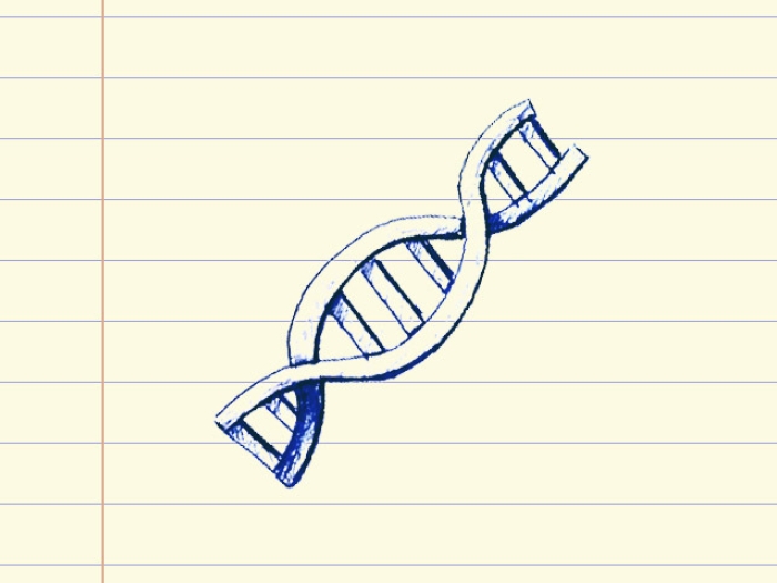 Drawing of a gene