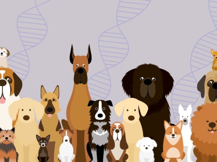 Old Dogs, New Tricks: DNA From Ancient Canines And Humans Can Teach Us ...