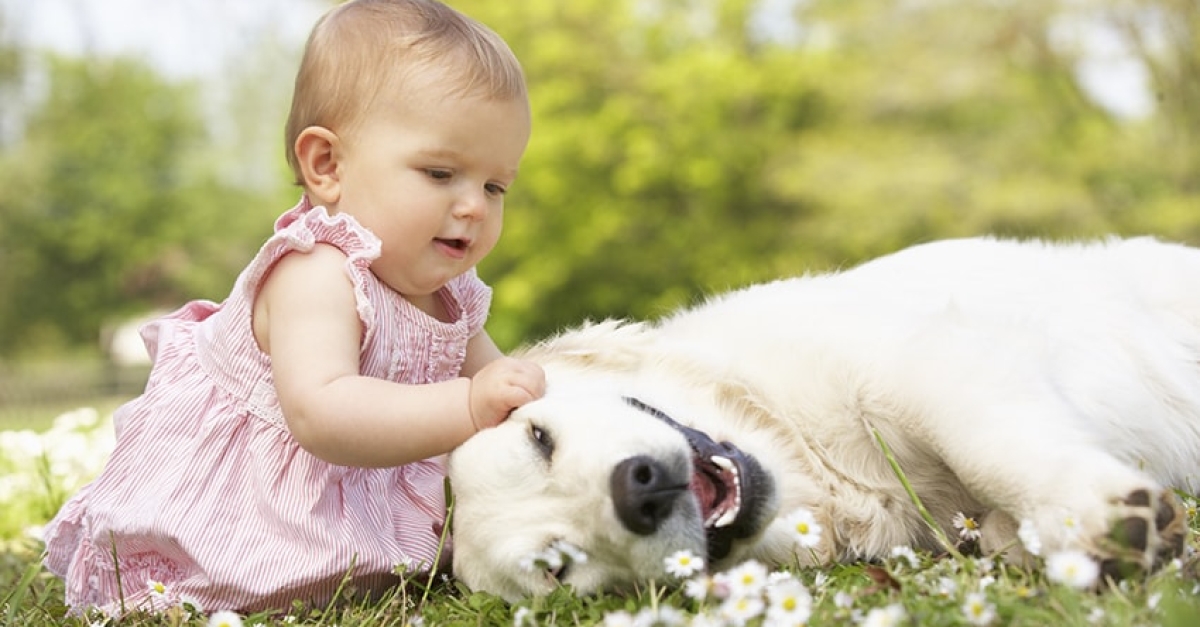 Introducing Your Dog to the New Baby | Michigan Health Blog