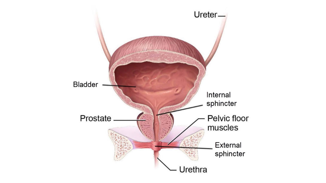 urinary system bladder infographic showing ureter bladder prostate internal sphincter pelvic floor muscles external sphincter uretha