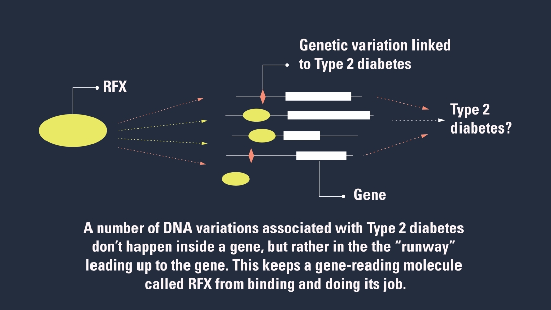 Type 2 Diabetes Genetics: How DNA May Affect Risk For Type 2 Diabetes